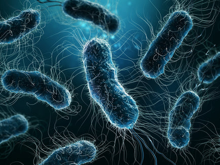 The Benefits of Akkermansia